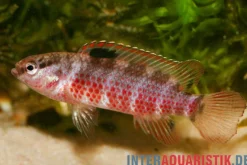 Singen-River Blaubarsch "Buxar", Badis singenensis