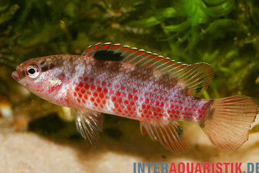 Singen-River Blaubarsch "Buxar", Badis singenensis