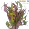 Sitzendes Papageienblatt, Alternanthera sessilis, Bund