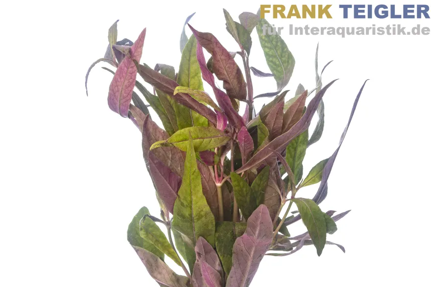 Sitzendes Papageienblatt, Alternanthera sessilis, Bund