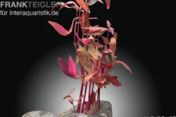 Sitzendes Papageienblatt, Alternanthera sessilis (Terrariumpflanze), im Topf