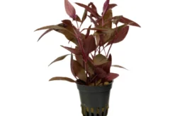 Sitzendes Papageienblatt, Alternanthera sessilis (Terrariumpflanze), im Topf