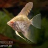 Skalar Albino Goldstripe Diamant, Pterophyllum scalare