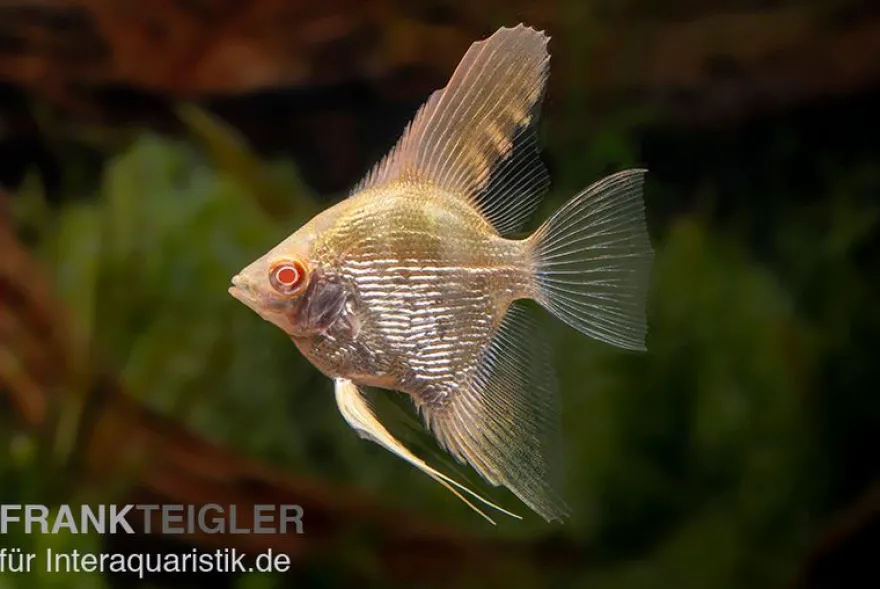 Skalar Albino Goldstripe Diamant, Pterophyllum scalare