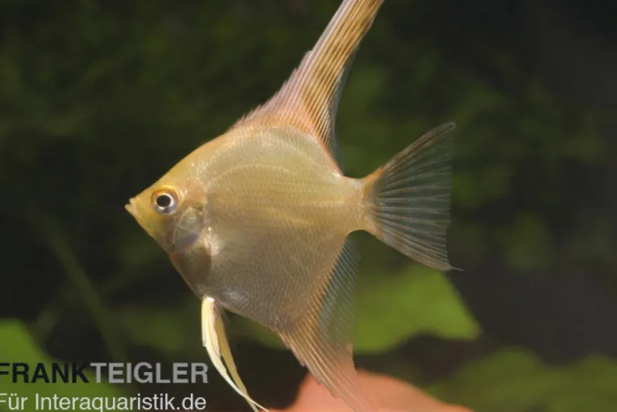 Skalar Gold, Pterophyllum scalare