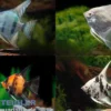 Skalar Mix, Pterophyllum scalare, Größe XL, 7-9 cm