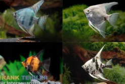Skalar Mix, Pterophyllum scalare, Größe XL, 7-9 cm