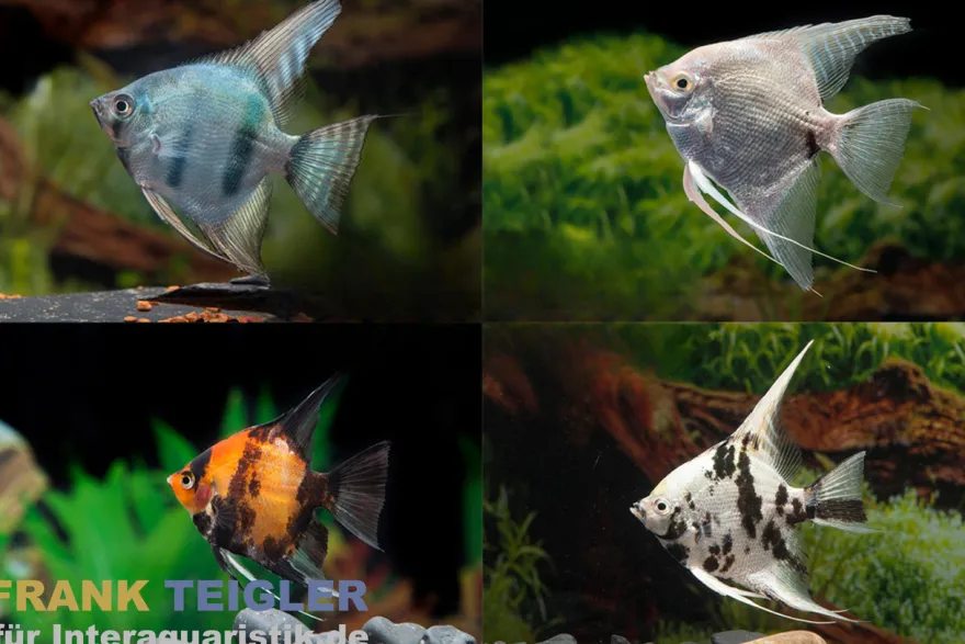 Skalar Mix, Pterophyllum scalare, Größe XL, 7-9 cm