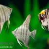 Skalar Mix, Pterophyllum scalare, Größe M