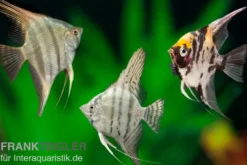 Skalar Mix, Pterophyllum scalare, Größe M