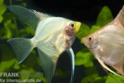 Skalar Mix, Pterophyllum scalare, Größe M