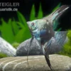 Skalar Philippine Blue Smokey, Pterophyllum scalare