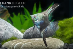 Skalar Philippine Blue Smokey, Pterophyllum scalare