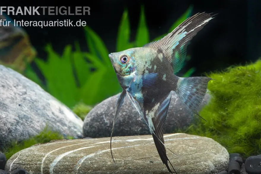Skalar Philippine Blue Smokey, Pterophyllum scalare