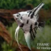 Skalar Platinum Marmor, Pterophyllum scalare, 5-6 cm, NZ