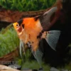 Skalar Red King, Pterophyllum scalare, 4,0 cm bis 5,0 cm, DNZ
