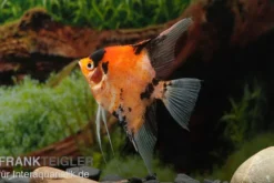 Skalar Red King, Pterophyllum scalare, 4,0 cm bis 5,0 cm, DNZ