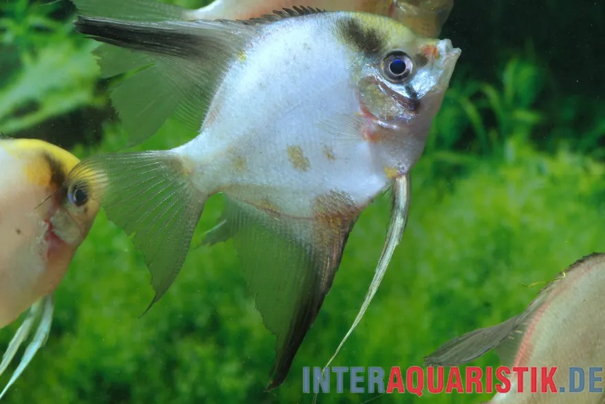 Skalar "Seal Point", Pterophyllum scalare