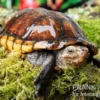 Skorpions-Klappschildkröte, Kinosternon scorpioides, DNZ