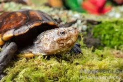 Skorpions-Klappschildkröte, Kinosternon scorpioides, DNZ