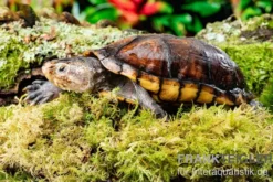 Skorpions-Klappschildkröte, Kinosternon scorpioides, DNZ