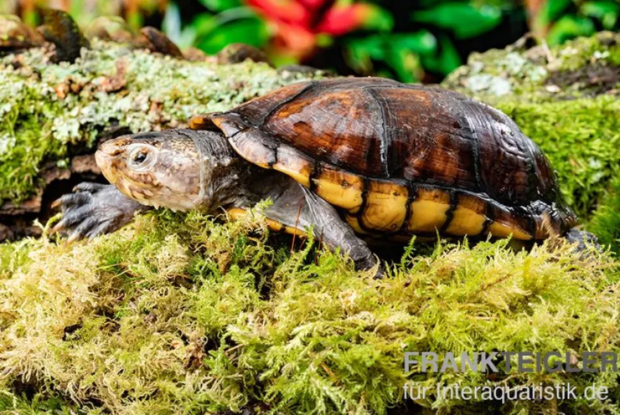 Skorpions-Klappschildkröte, Kinosternon scorpioides, DNZ