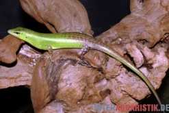 Smaragdgrüner Glanzskink, Lamprolepis smaragdina