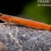 Smaragdgrundel, Stiphodon surrufus, 1 Paar