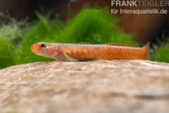 Smaragdgrundel, Stiphodon surrufus, 1 Paar