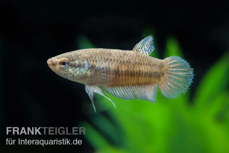 Smaragd-Kampffisch, Betta smaragdina