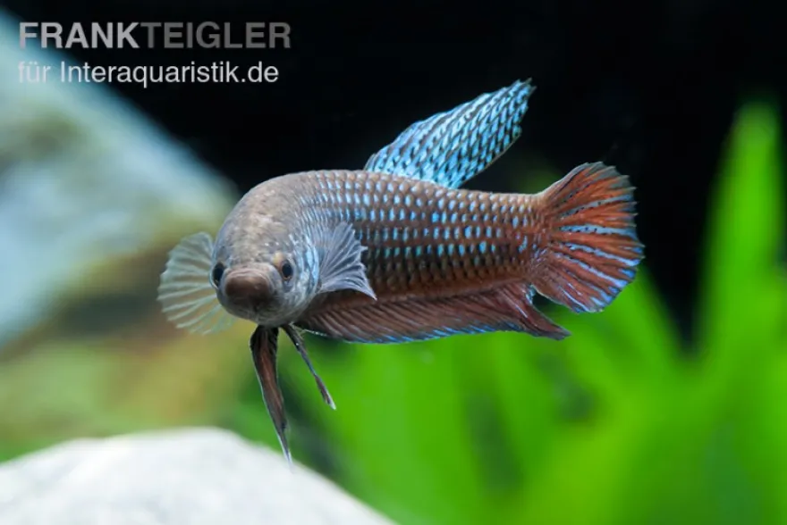 Smaragd-Kampffisch, Betta smaragdina