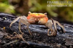 Smaragdkrabbe, Metasesarma spec. "Green Emerald" (Emerald Crab), Zufällig ausgewählt