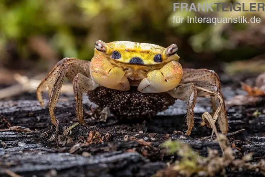 Smaragdkrabbe, Metasesarma spec. "Green Emerald" (Emerald Crab), Zufällig ausgewählt