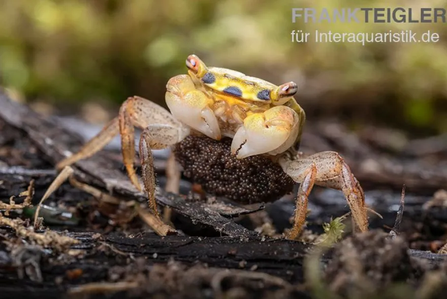 Smaragdkrabbe, Metasesarma spec. "Green Emerald" (Emerald Crab), Zufällig ausgewählt