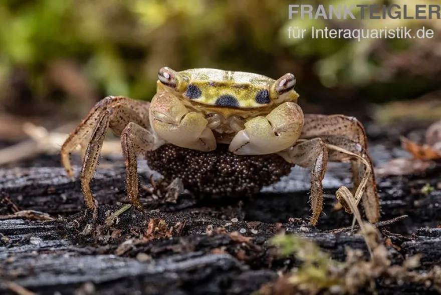 Smaragdkrabbe, Metasesarma spec. "Green Emerald" (Emerald Crab), Zufällig ausgewählt