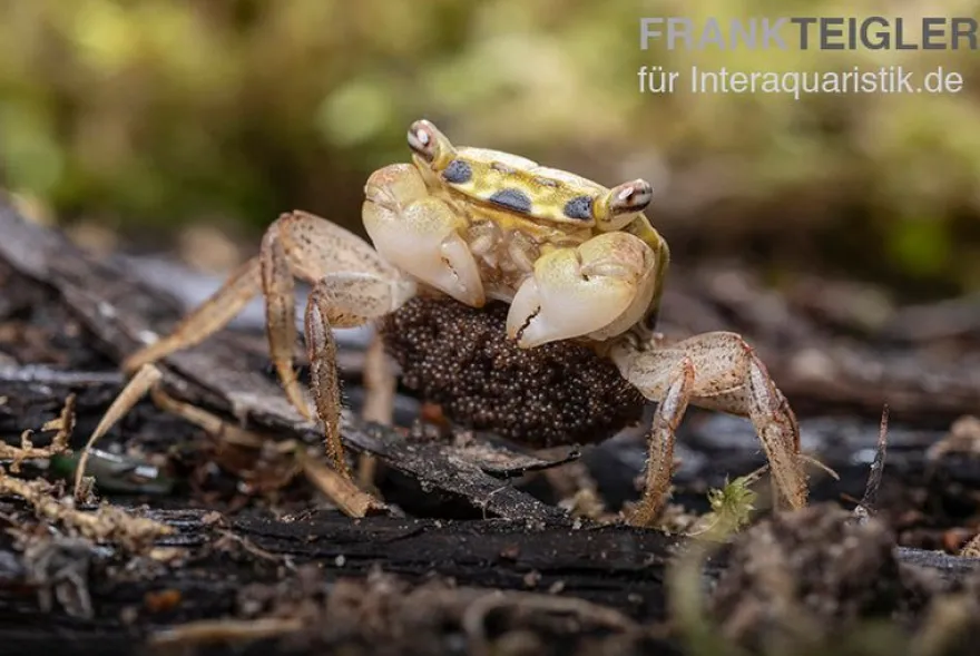Smaragdkrabbe, Metasesarma spec. "Green Emerald" (Emerald Crab), Zufällig ausgewählt