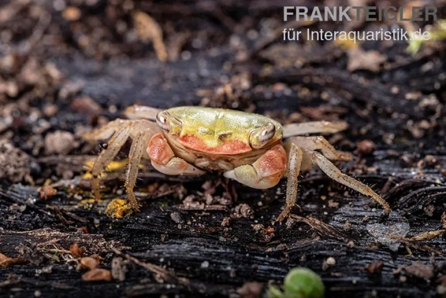Smaragdkrabbe, Metasesarma spec. "Green Emerald" (Emerald Crab), Zufällig ausgewählt