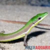 Smaragdlangschwanzeidechse, Takydromus smaragdinus