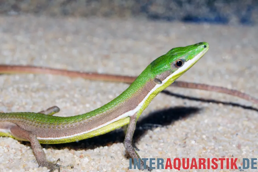 Smaragdlangschwanzeidechse, Takydromus smaragdinus