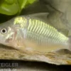 Smaragd-Panzerwels, Brochis splendens