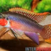 Smaragdprachtbarsch, Pelvicachromis taeniatus Nigeria Red