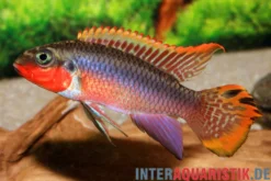 Smaragdprachtbarsch, Pelvicachromis taeniatus Nigeria Red