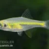 Smaragd-Zwergrasbora, Microdevario kubotai