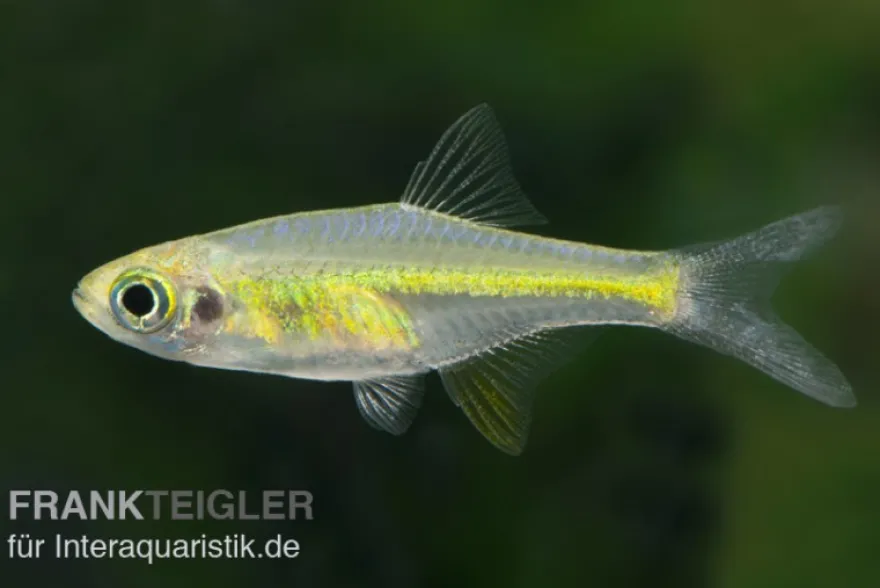 Smaragd-Zwergrasbora, Microdevario kubotai