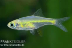 Smaragd-Zwergrasbora, Microdevario kubotai