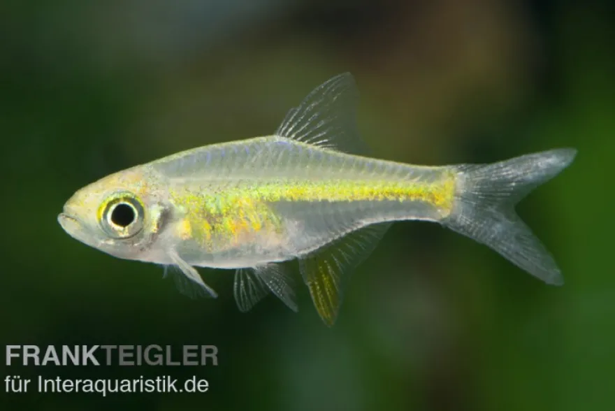 Smaragd-Zwergrasbora, Microdevario kubotai