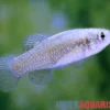 Smyrna-Zwergkärpfling, Aphanius similis