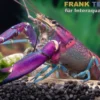Snakeskin-Tricolor-Krebs, Cherax woworae - Zufällig