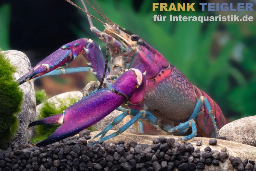 Snakeskin-Tricolor-Krebs, Cherax woworae - Zufällig