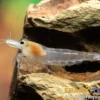 Snow Amanogarnele, Caridina multidentata "Snow"